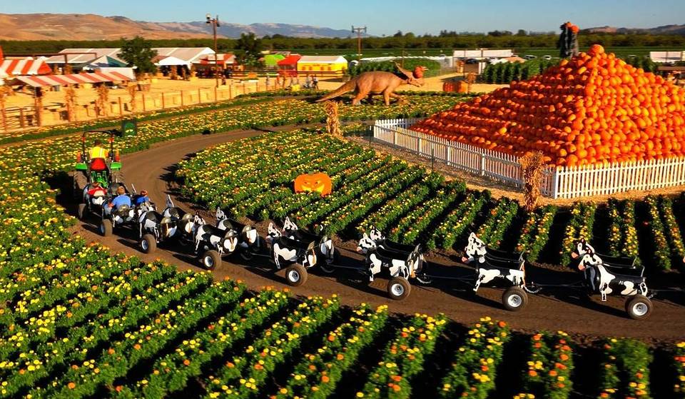 This 80-Year-Old Pumpkin Patch Is One Of The Bay Area&#8217;s Largest — With Animatronic Dinosaurs, Hay Rides, And Pumpkin Cannons