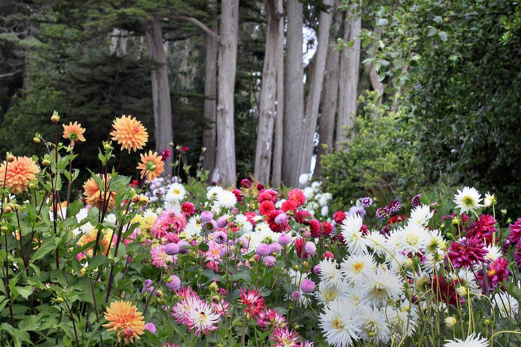 dalias en un jardín