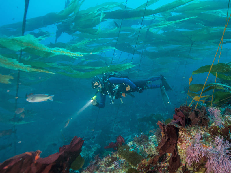 A diver underwater in the Channel Islands