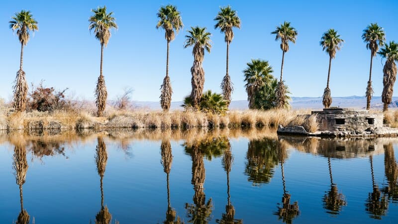 Palm trees and lake in Zzyzx, California.