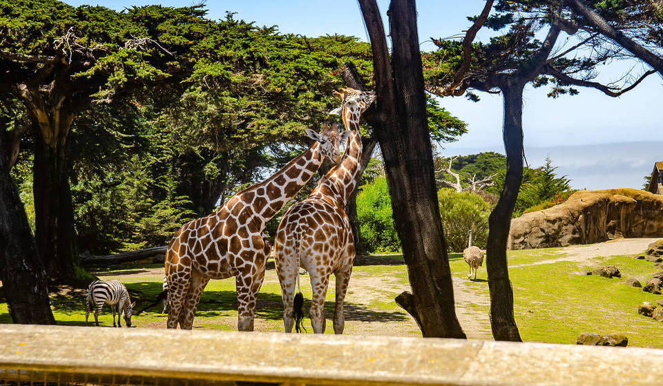 The San Francisco Zoo Is Hosting One Of Its Elusive Free Admission Days This Week — Here’s What To Know