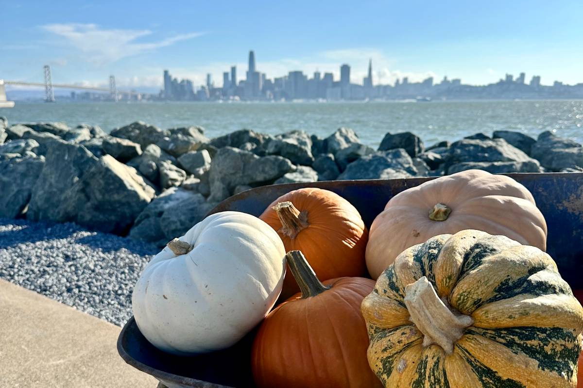 pumpkins in a barrel at Cityside Park