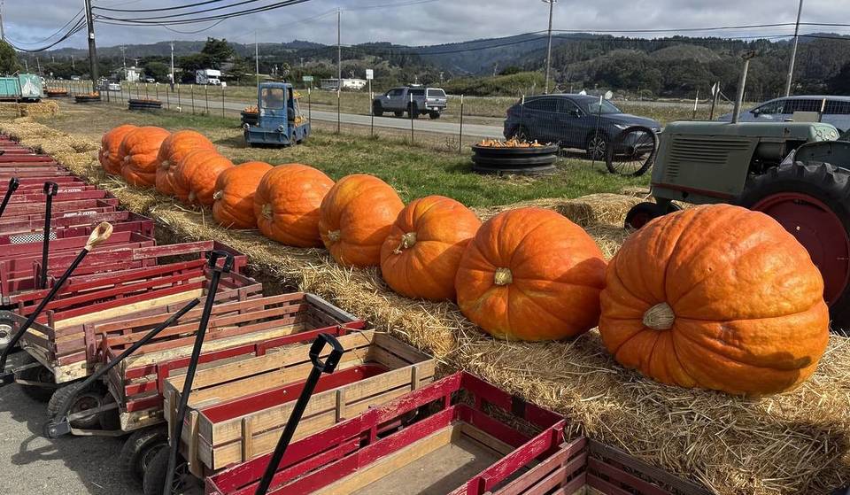 This Legendary Bay Area Pumpkin Patch Sells Massive Atlantic Giants Weighing Up To 1,500 Pounds