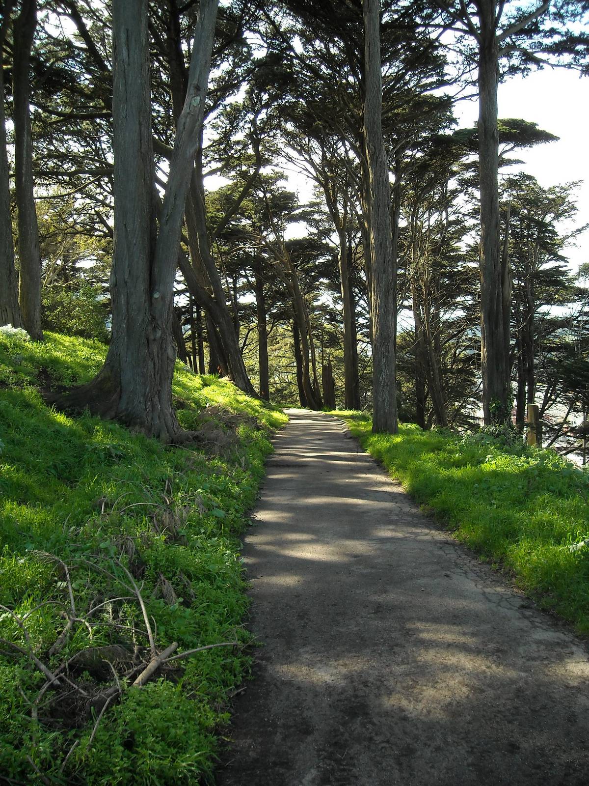 Buena vista park with trees and a pathway