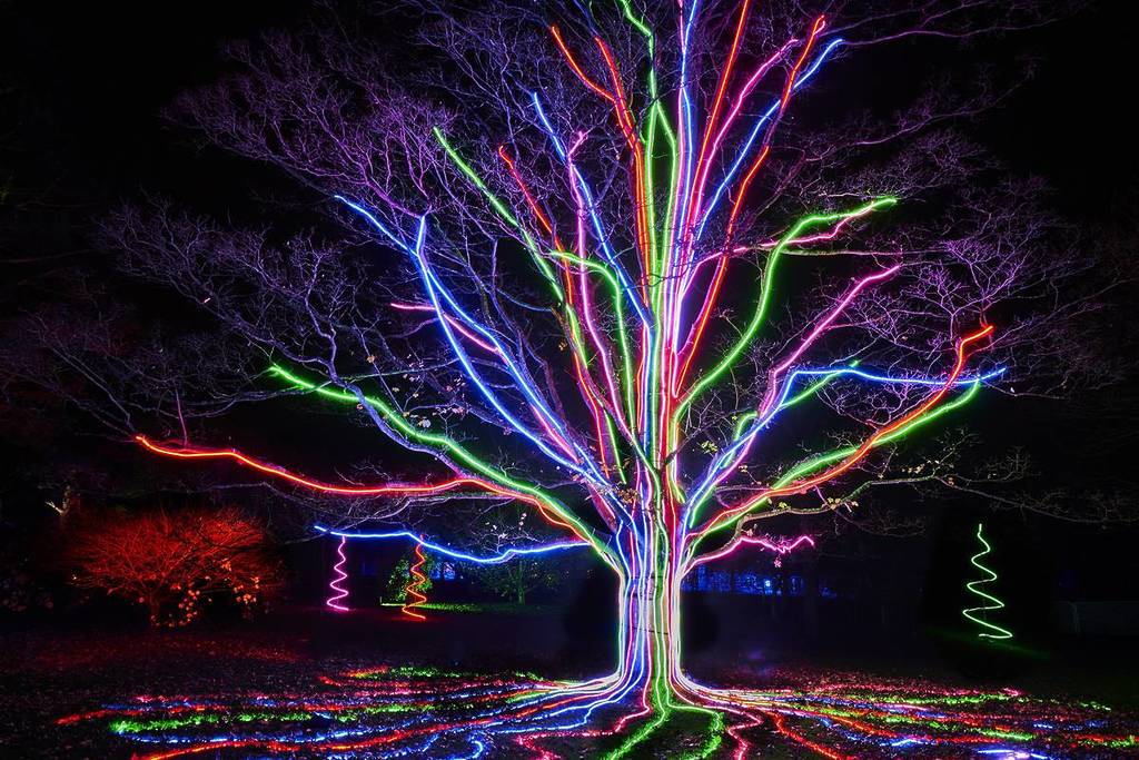 a glowing tree with lights in lightscape