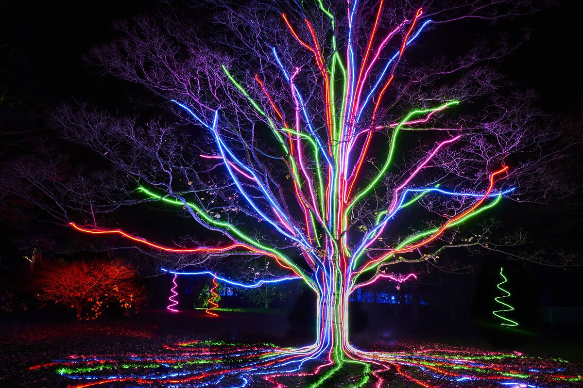 a glowing tree with lights in lightscape
