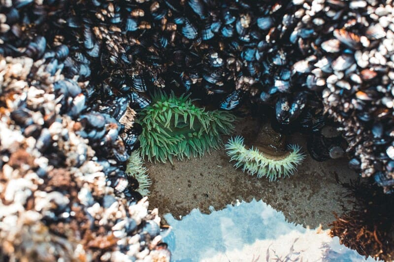 Sea anemones in a tide pool