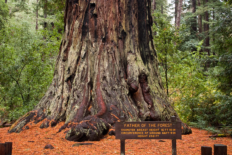 Father of the forest tree in Big Basin Redwoods
