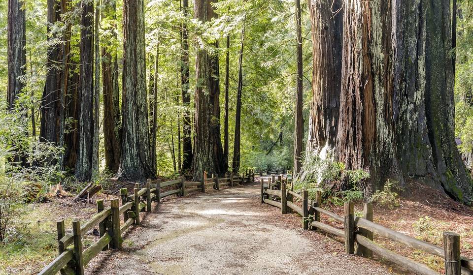 A solo una hora de San Francisco se encuentra un parque estatal histórico con secuoyas antiguas tan altas como la Estatua de la Libertad