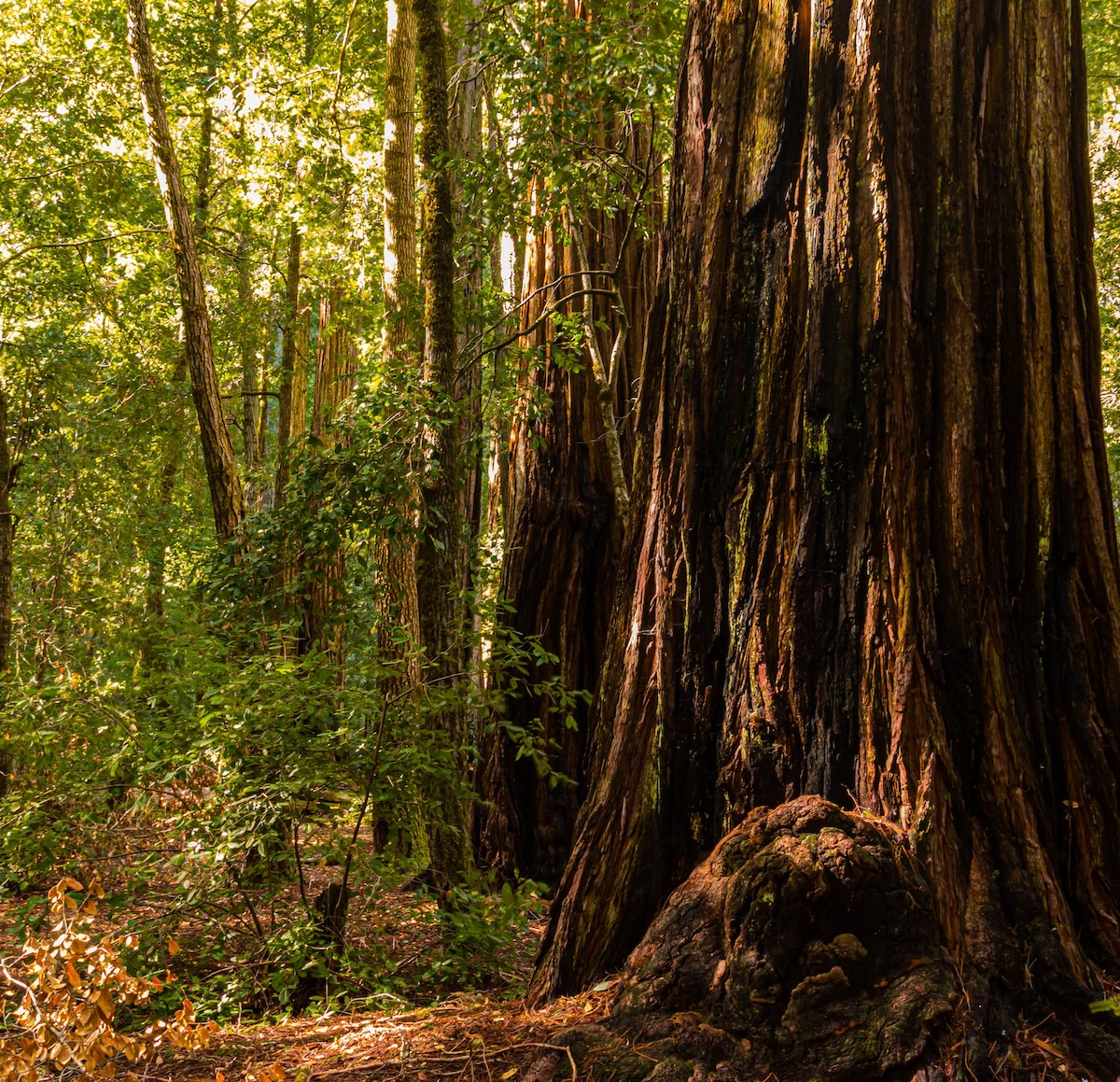 Trunk Of Giant Redwood Tree on The Redwood Loop Trail, Big Basin Redwood State Park, California, USA