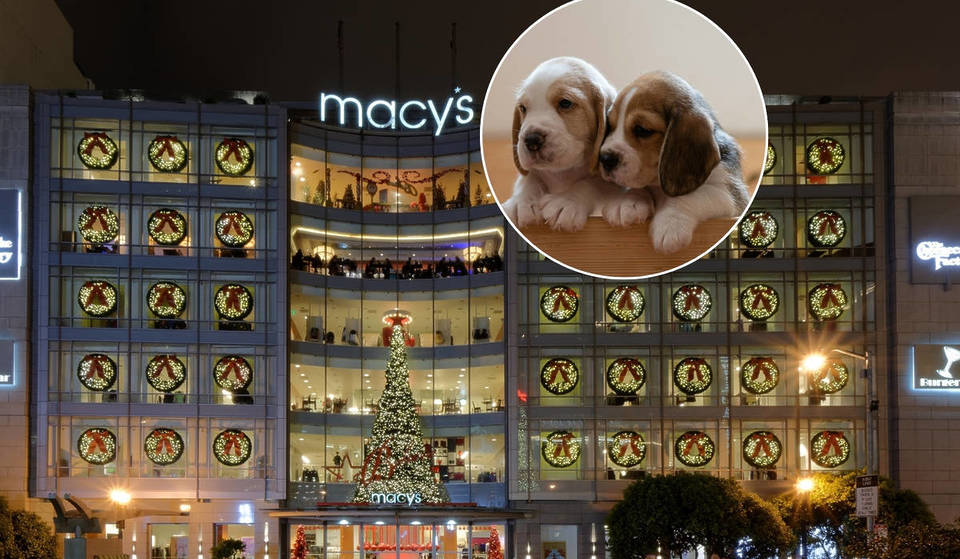 Macy’s Beloved Holiday Windows Featuring Adoptable Puppies And Kittens Will Return Next Week