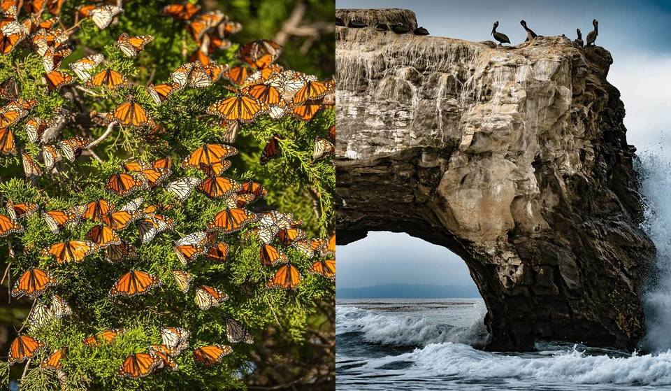 Monarch Migration Meets King Tides: This Stunning Santa Cruz Beach Offers A Rare Dual Phenomenon On Only 6 Days This Winter