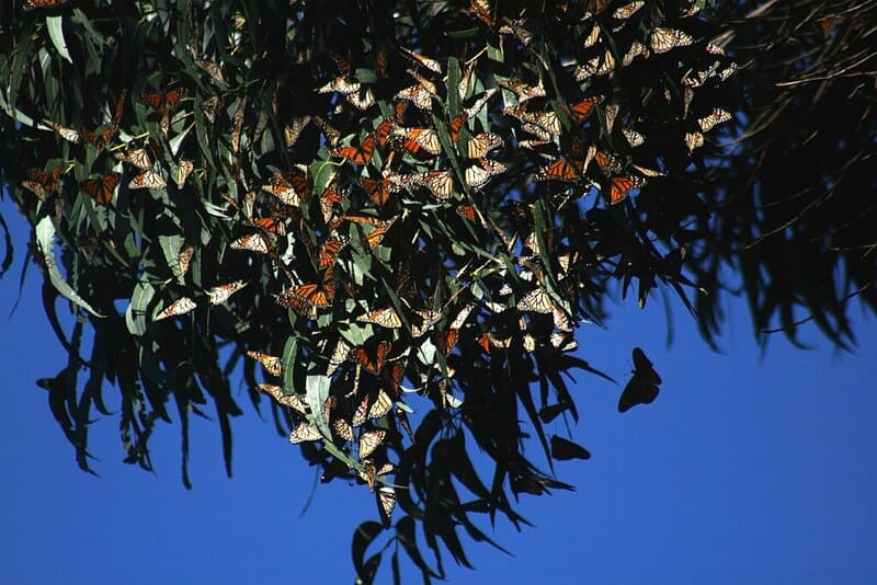 Monarch butterflies at Natural Bridges