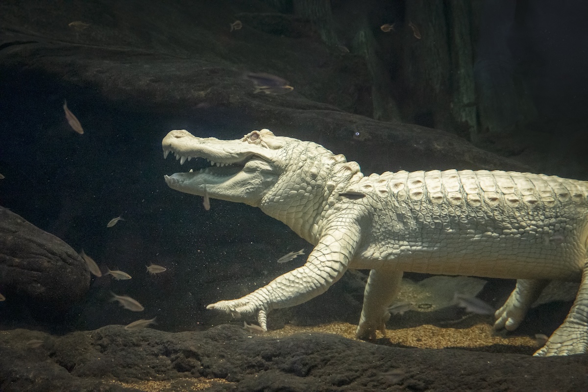 Claude the alligator swimming