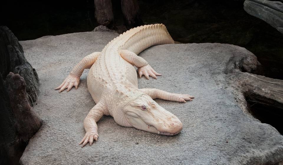 San Francisco’s Iconic Albino Alligator Claude Has Passed Away At The Age Of 30 Due To Liver Cancer