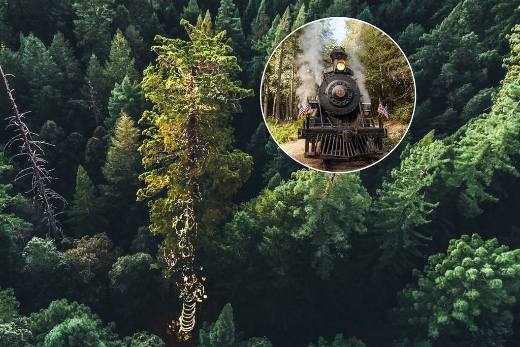 The skunk train and a giant Christmas tree