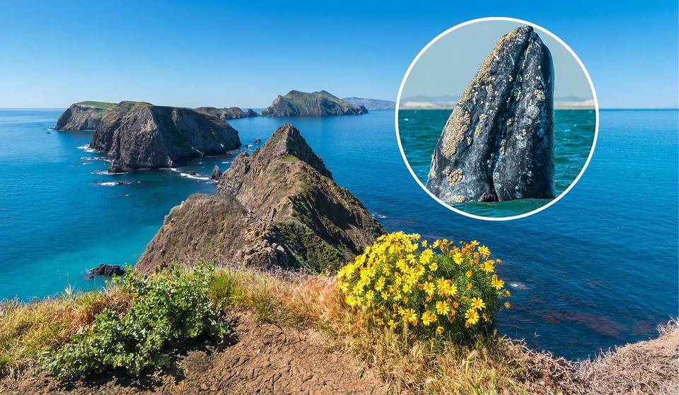 A ‘Whale Migration Highway’ Runs Past California’s Channel Islands, A.K.A. The ‘Galápagos Of North America’