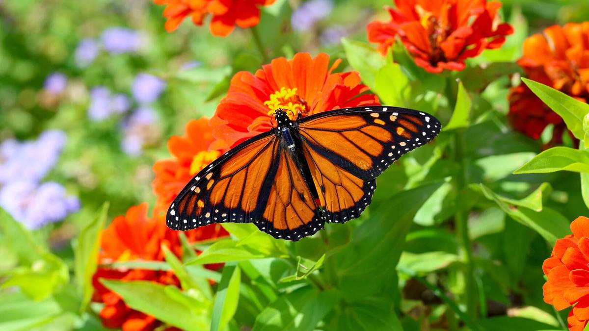 California's Monarch Butterflies Wear Tiny Trackers For New Study