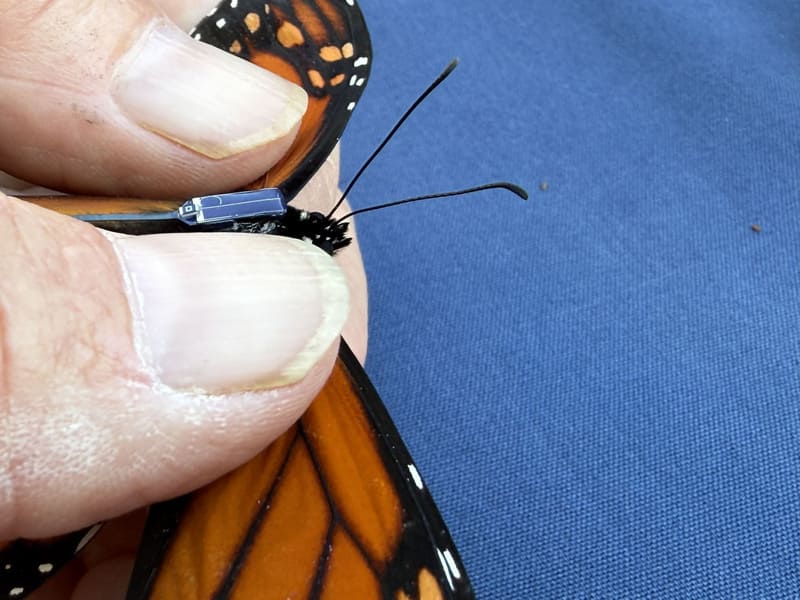 A person tags a monarch butterfly