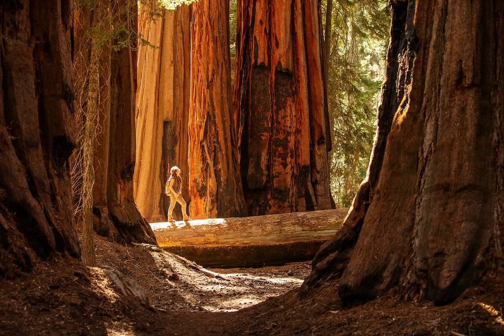 Excursionista en el Parque Nacional Sequoia en California, EE. UU.