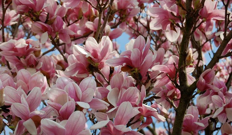 200 Magnolia Trees Have Reached Peak Bloom At San Francisco Botanical Garden
