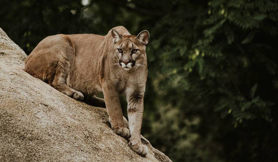 San Francisco Mountain Lion Captured At California & Octavia Streets After ‘Hours-Long Standoff’ — It Will Be Released Into The Wild