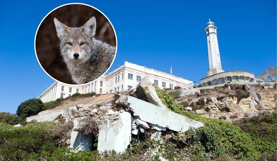 After Nearly A Month Snacking On Seabirds, The Alcatraz Coyote Has Come To The End Of Its Stay — NPS Plans To Remove It Within A Week