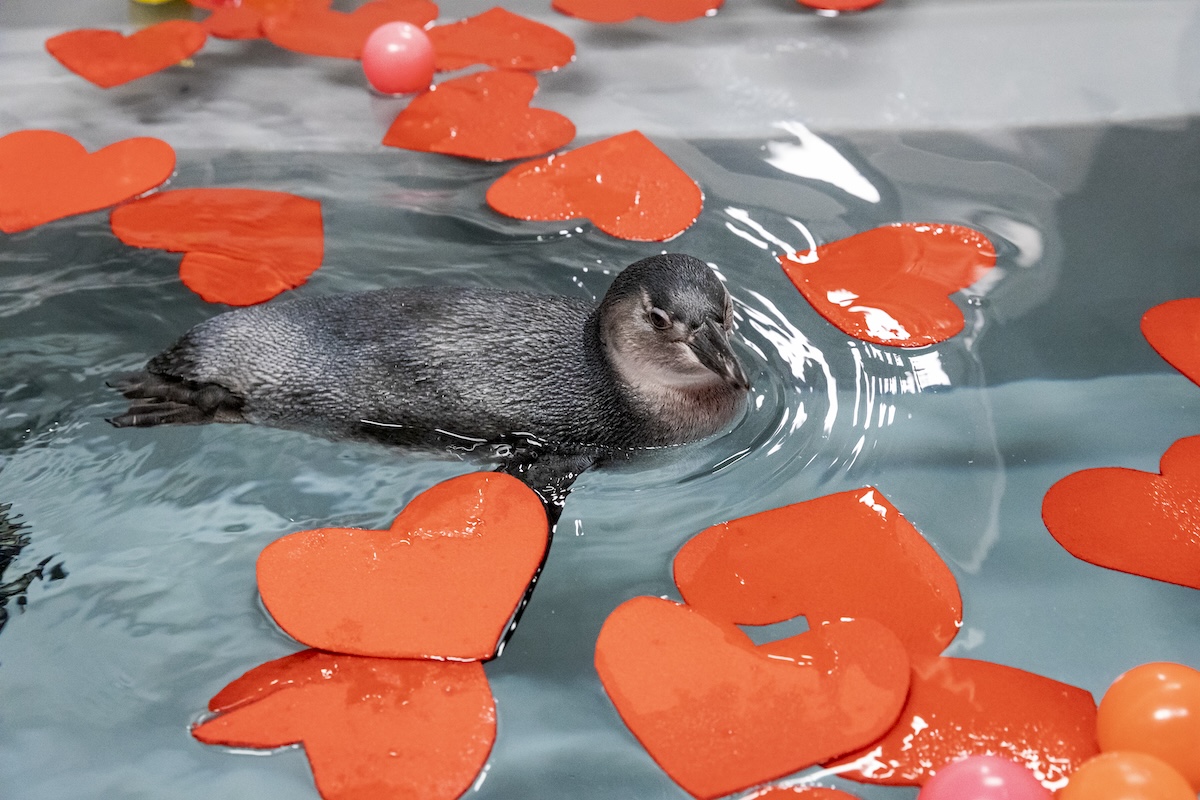 penguin swimming with Valentine's hearts