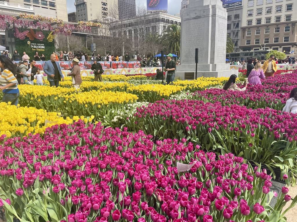 Tulip day sf