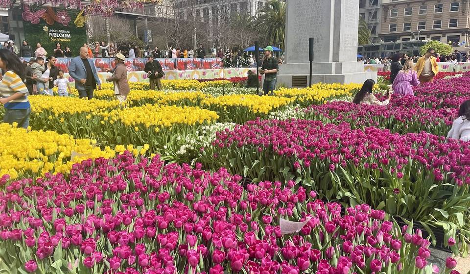 San Francisco Flower Bulb Day 2026: Over 80,000 Free Tulips Will Take Over Union Square — Here’s How To Get A Bouquet