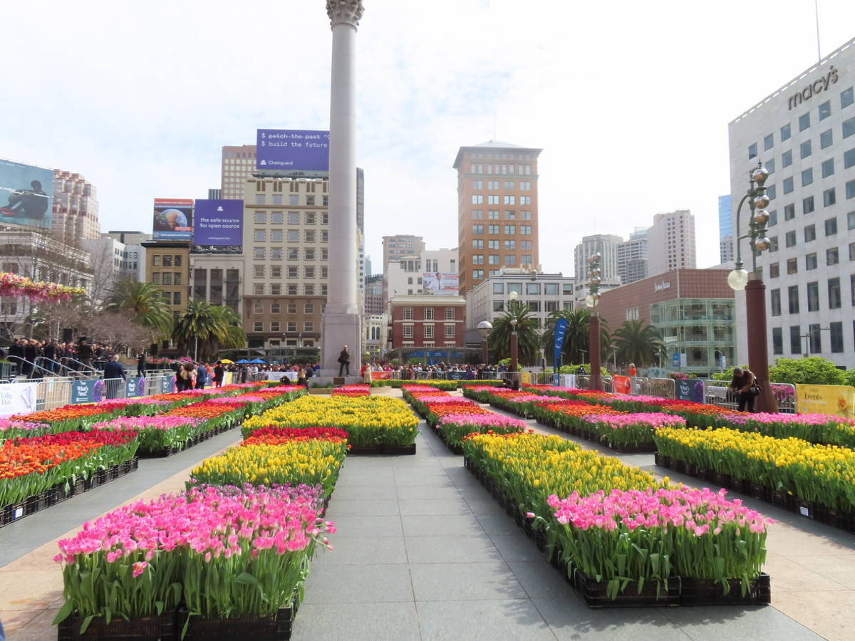 Union Square is covered in free tulips for Flower Bulb Day in SF.