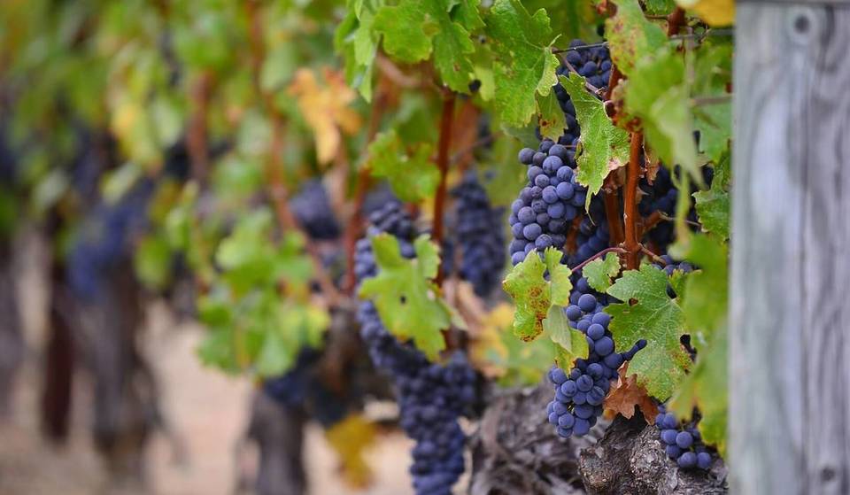 This Small Valley Less Than An Hour From San Francisco Was Just Named The #1 Wine Region In The U.S. — Beating Out Napa And Sonoma