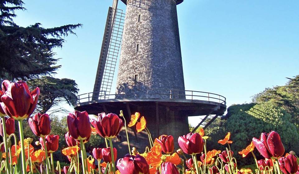 Thousands Of Tulips Are Reaching Peak Bloom At This Historic San Francisco Garden — And It’s Right Next To A 122-Year-Old Windmill