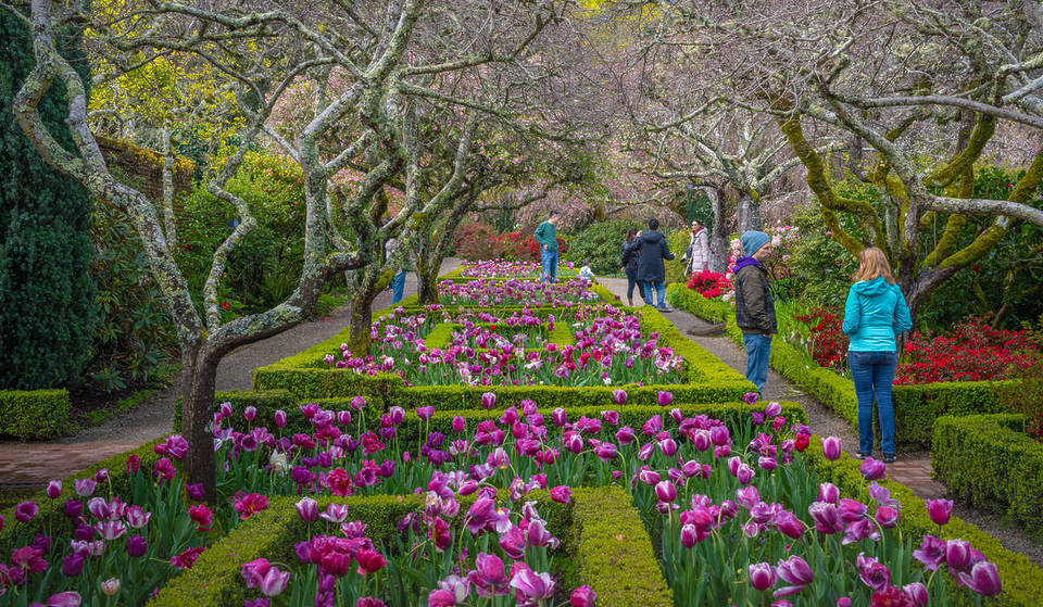 Over 130,000 Flower Bulbs Are About To Bloom At This Historic Garden 30 Minutes From SF — Here’s The Best Time To Visit