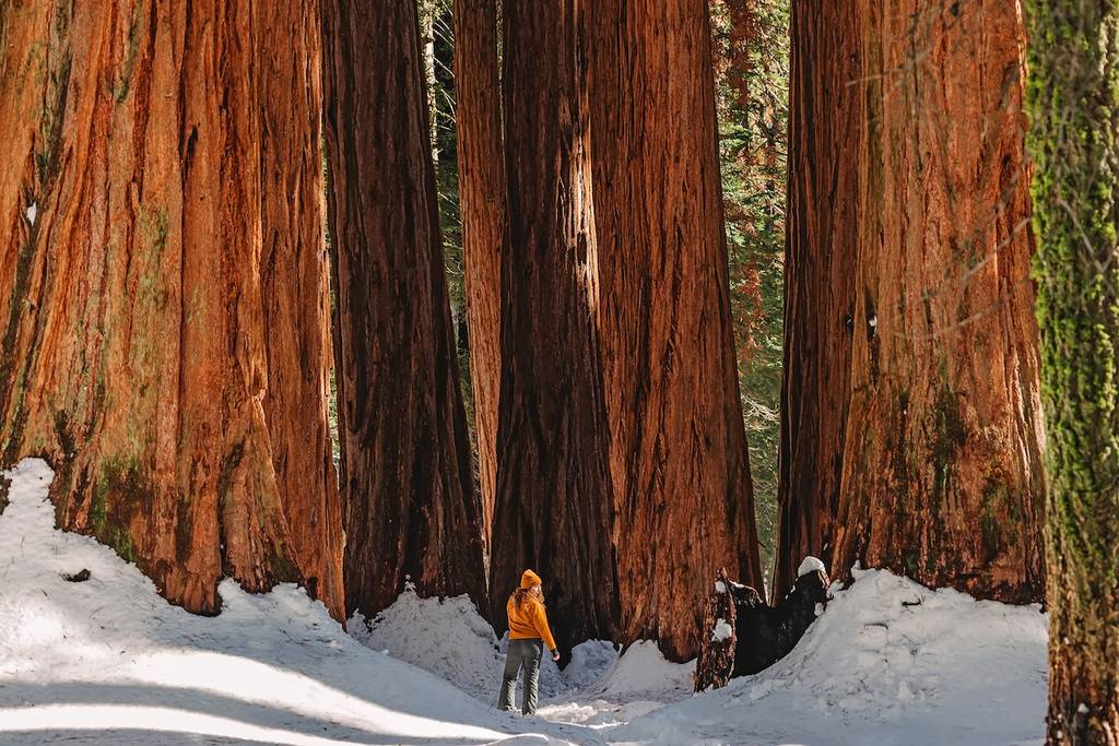 Woman in hiker standing among giant tall sequoia trees on a sunny winter day