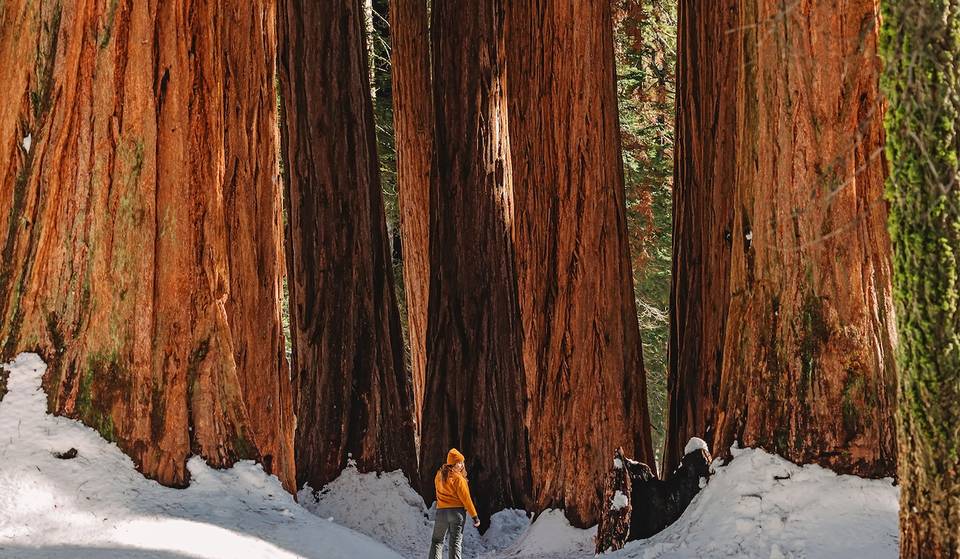 El segundo parque nacional más antiguo de Estados Unidos alberga árboles de más de 2000 años de antigüedad, y está a solo unas horas de San Francisco.
