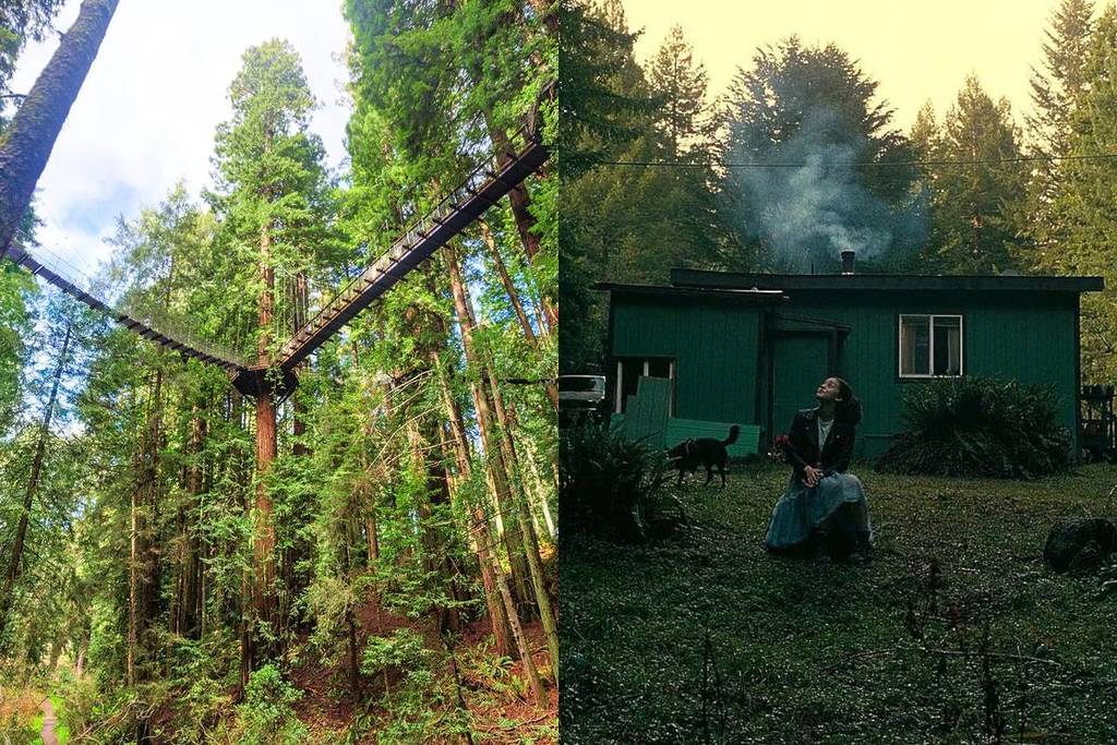 Redwood Skywalk in Eureka and film still from One Battle After Another