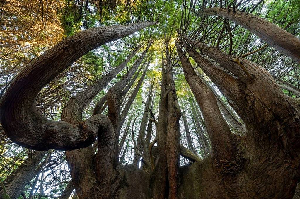 Candelabra Redwoods California