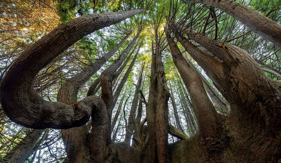 These Rare ‘Candelabra Redwoods’ Are Found Only On A Remote 75-Mile Stretch Of The California Coast