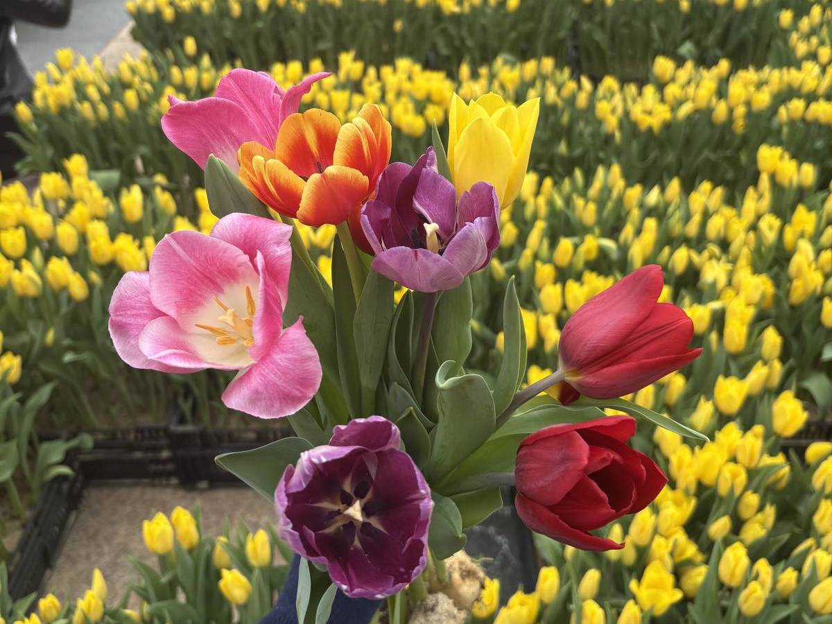 Flower bulb day tulips 