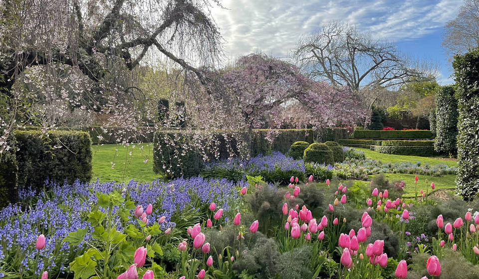 Este jardín histórico a 30 minutos de San Francisco tiene un cerezo «llorón» único que está a punto de alcanzar su máximo esplendor