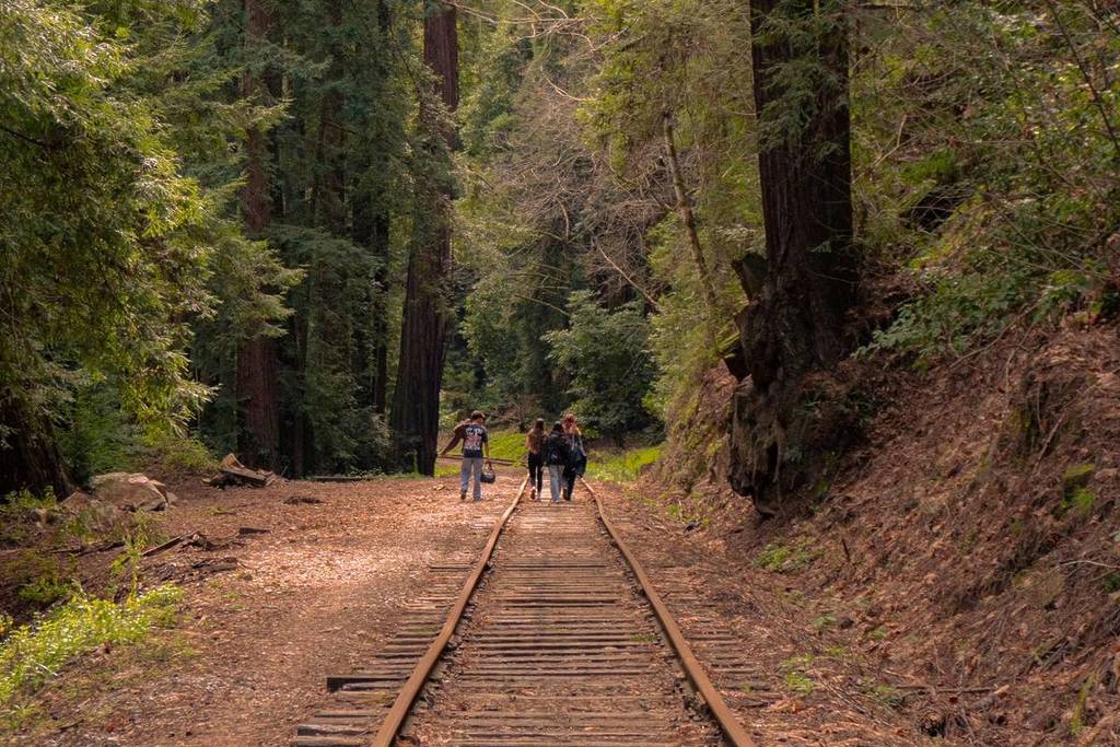 La gente camina por las vías del tren en el bosque de secuoyas.