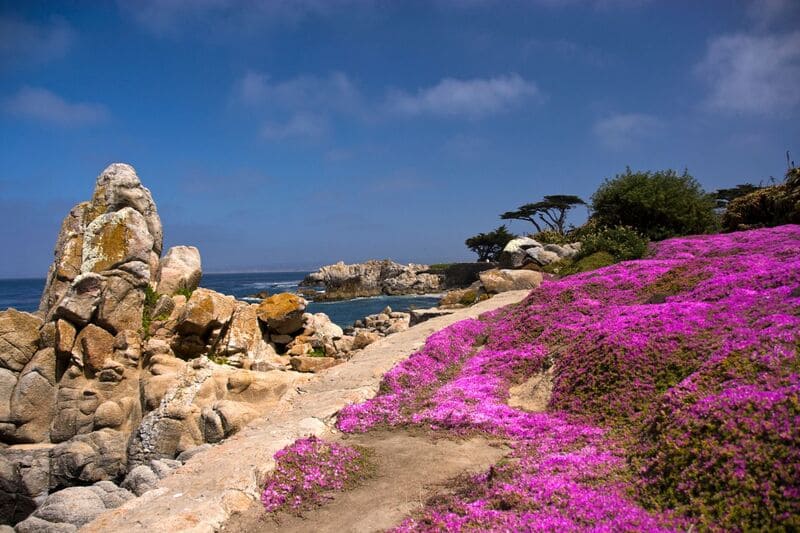 Pacific Grove ice plant