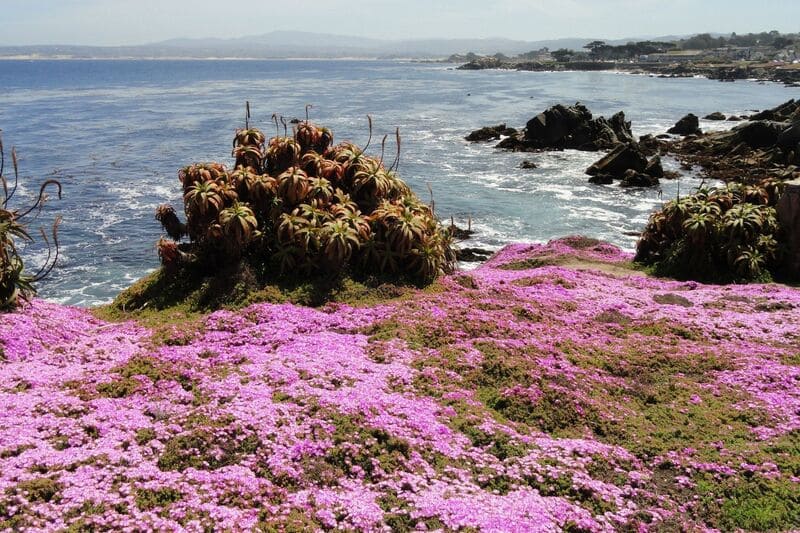 Ice plant bloom in Pacific Grove CA