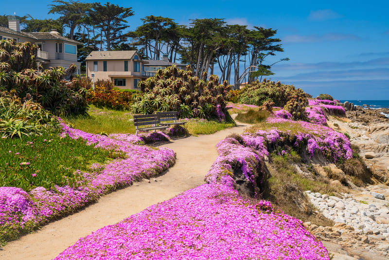 ICe plant bloom in Pacific Grove