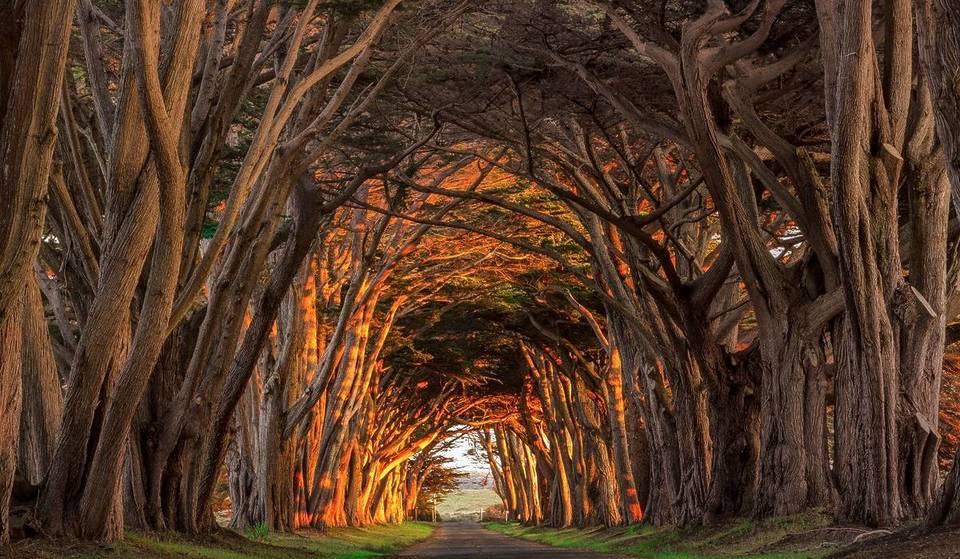 1.5 Hours From SF, This Century-Old ‘Cathedral’ Of Trees Leads To A Historic WWII-Era Maritime Receiving Station