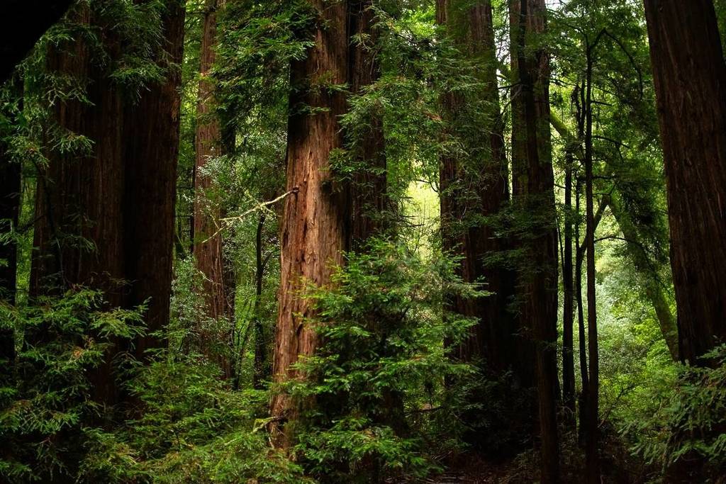 Muir Woods