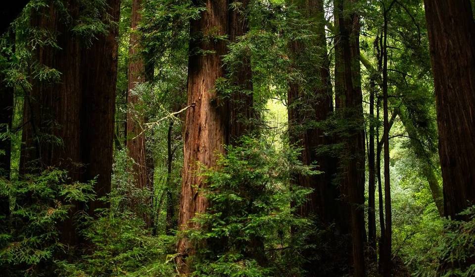 45 Minutes From San Francisco, On Just 10 Nights A Year, You Can Join A Free After-Dark Tour Through One Of The Bay’s Last Protected Old-Growth Redwood Forests