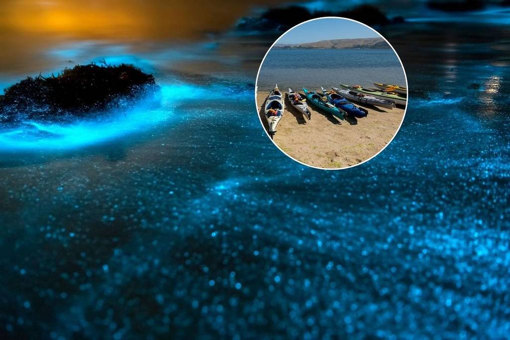 Bioluminescent plankton and kayaks at Tomales Bay