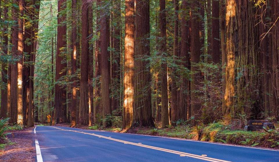 Esta carretera de 50 km en el norte de California atraviesa el mayor bosque antiguo de secuoyas costeras que queda en el mundo